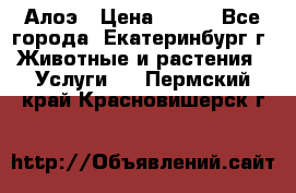 Алоэ › Цена ­ 150 - Все города, Екатеринбург г. Животные и растения » Услуги   . Пермский край,Красновишерск г.